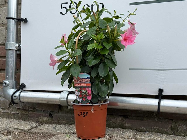 Dipladenia piramide mix - dipladenia rio - hoogte ca. 40 cm - afbeelding 2 van  3