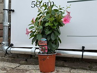 Dipladenia piramide mix - dipladenia rio - hoogte ca. 40 cm - afbeelding 2 van  3