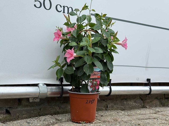 Dipladenia piramide mix - dipladenia rio - hoogte ca. 40 cm - afbeelding 3 van  3