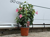 Dipladenia piramide mix - dipladenia rio - hoogte ca. 40 cm - afbeelding 3 van  3