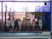 Diverse aquaria - afbeelding 2 van  17