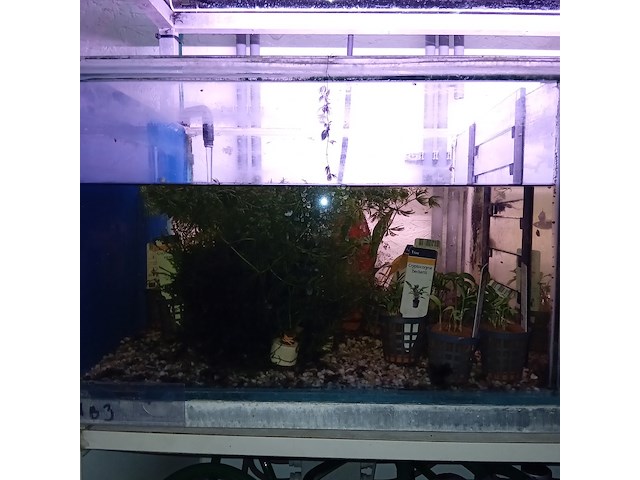 Diverse aquaria - afbeelding 3 van  17