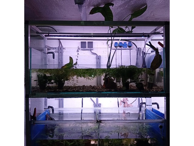 Diverse aquaria - afbeelding 4 van  17