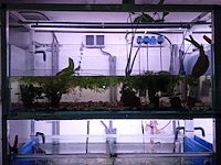 Diverse aquaria - afbeelding 4 van  17