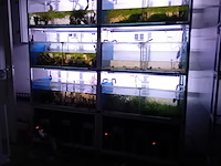 Diverse aquaria - afbeelding 1 van  17