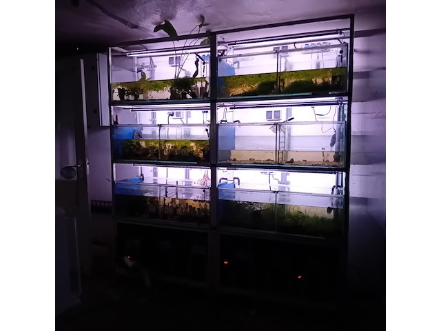 Diverse aquaria - afbeelding 10 van  17