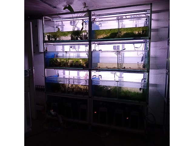 Diverse aquaria - afbeelding 11 van  17