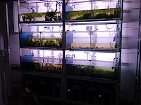 Diverse aquaria - afbeelding 11 van  17