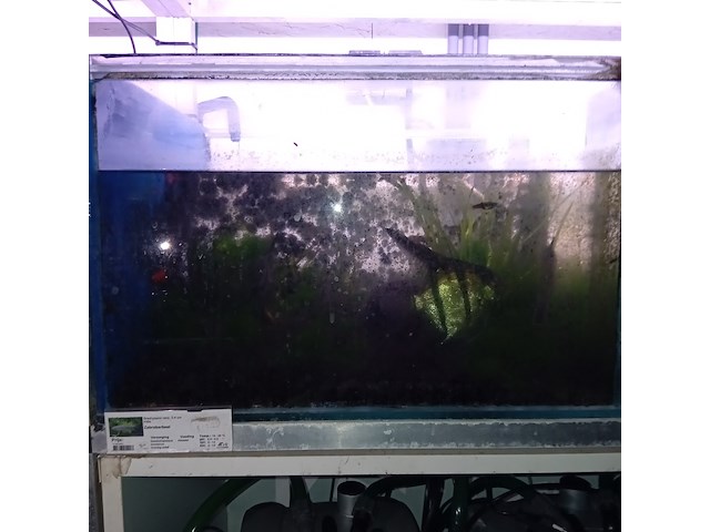 Diverse aquaria - afbeelding 15 van  17