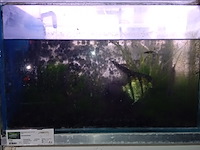 Diverse aquaria - afbeelding 15 van  17