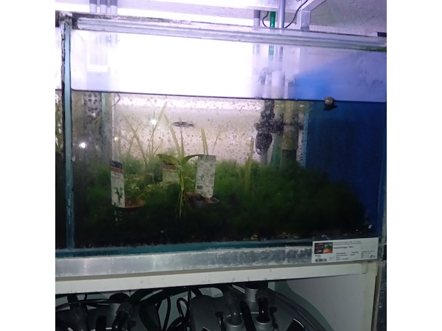 Diverse aquaria - afbeelding 16 van  17