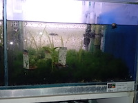 Diverse aquaria - afbeelding 16 van  17