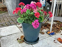 Diverse bloempotten (14x) - afbeelding 13 van  14