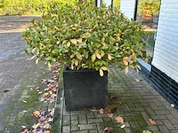 Diverse bloempotten (14x) - afbeelding 3 van  9