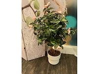 Diverse decoratie - afbeelding 2 van  9