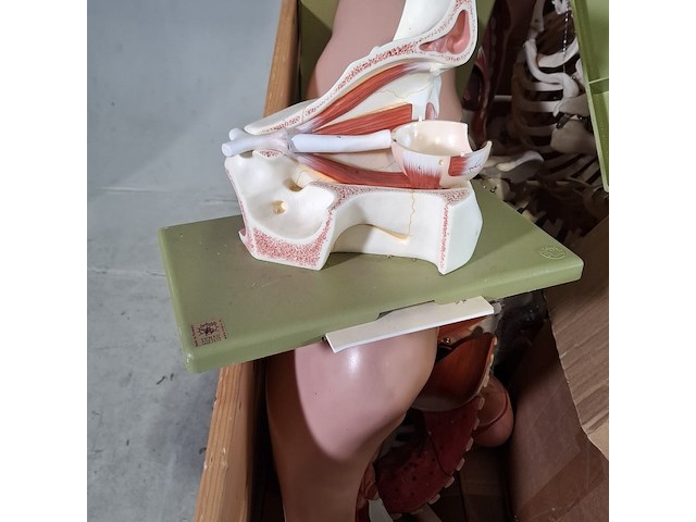 Diverse functiemodellen - afbeelding 4 van  7