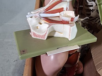 Diverse functiemodellen - afbeelding 4 van  7