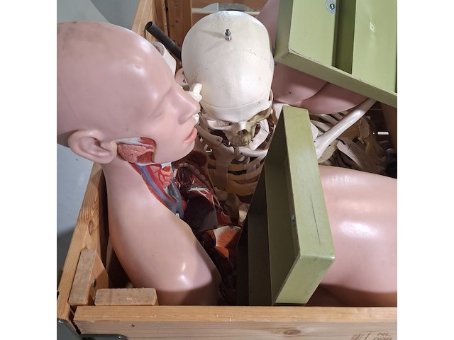 Diverse functiemodellen - afbeelding 5 van  7