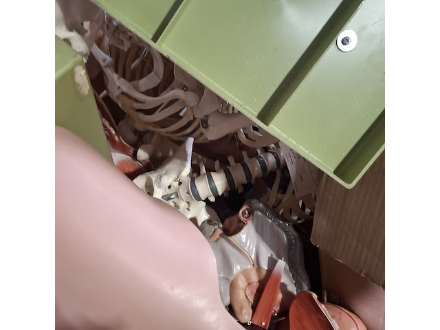 Diverse functiemodellen - afbeelding 6 van  7