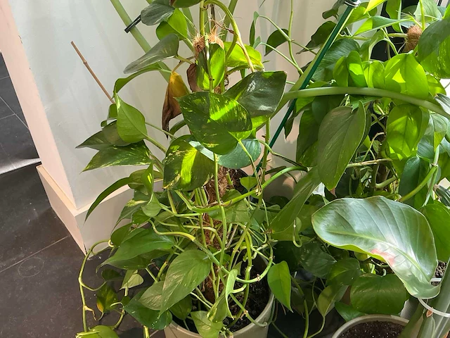 Diverse kamerplanten (5x) - afbeelding 2 van  10
