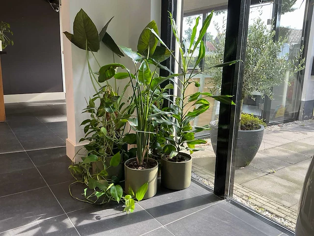 Diverse kamerplanten (5x) - afbeelding 1 van  10