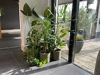 Diverse kamerplanten (5x)