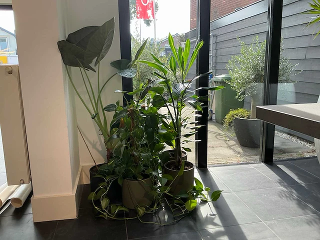 Diverse kamerplanten (5x) - afbeelding 3 van  10