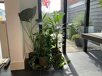 Diverse kamerplanten (5x) - afbeelding 3 van  10