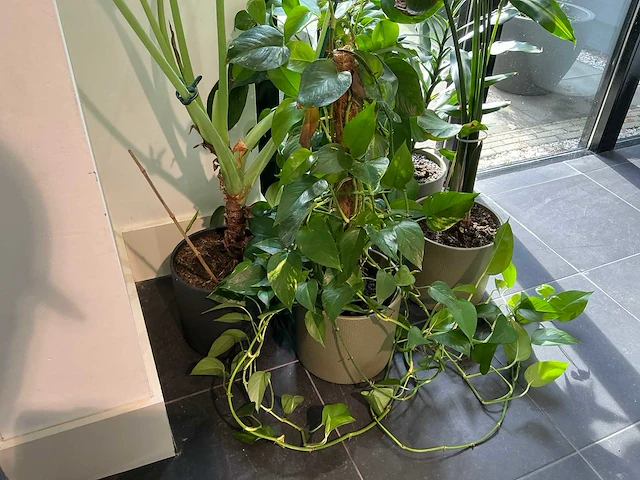 Diverse kamerplanten (5x) - afbeelding 4 van  10