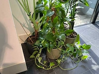 Diverse kamerplanten (5x) - afbeelding 4 van  10