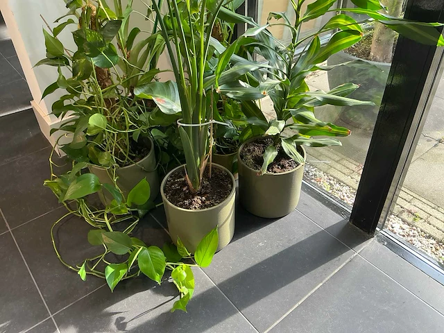 Diverse kamerplanten (5x) - afbeelding 5 van  10