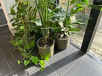 Diverse kamerplanten (5x) - afbeelding 5 van  10