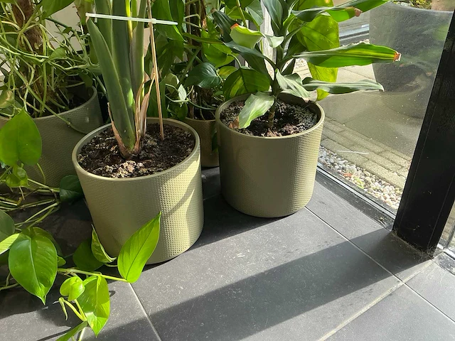 Diverse kamerplanten (5x) - afbeelding 6 van  10