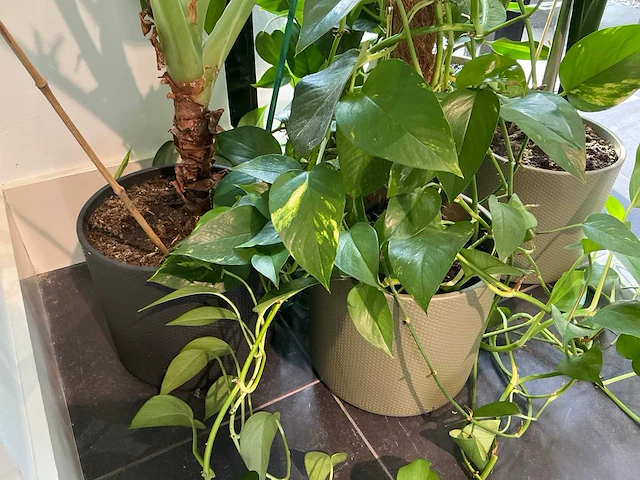 Diverse kamerplanten (5x) - afbeelding 7 van  10