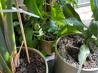 Diverse kamerplanten (5x) - afbeelding 8 van  10