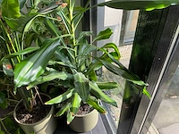 Diverse kamerplanten (5x) - afbeelding 9 van  10