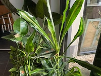 Diverse kamerplanten (5x) - afbeelding 10 van  10