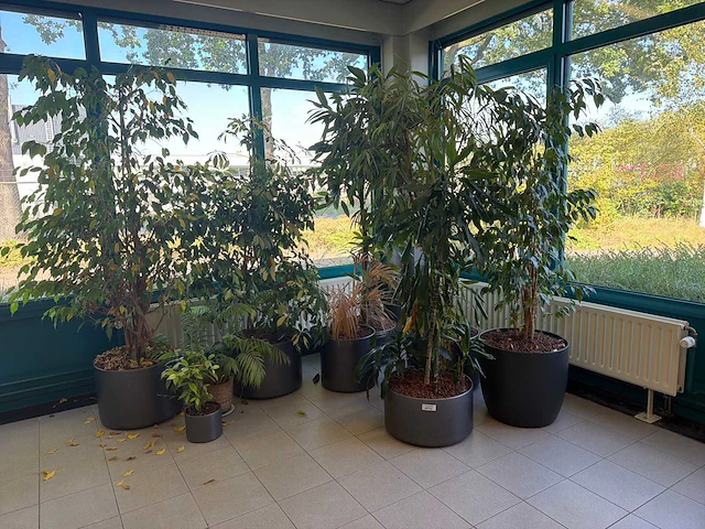 Diverse kamerplanten (9x) - afbeelding 1 van  3