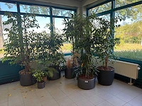 Diverse kamerplanten (9x) - afbeelding 1 van  3