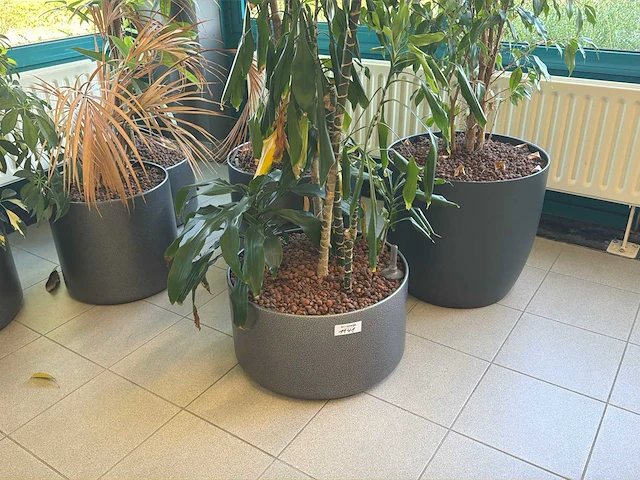 Diverse kamerplanten (9x) - afbeelding 2 van  3