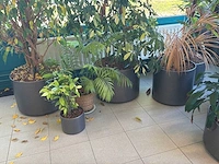 Diverse kamerplanten (9x) - afbeelding 3 van  3