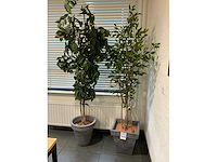 Diverse kantine-inventaris - afbeelding 4 van  12