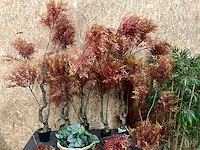 Diverse kunstplanten (13x) - afbeelding 2 van  7