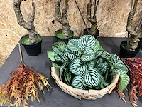 Diverse kunstplanten (13x) - afbeelding 3 van  7