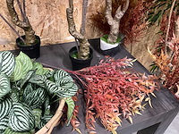 Diverse kunstplanten (13x) - afbeelding 4 van  7
