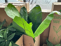 Diverse kunstplanten en kerstdecoratie - afbeelding 6 van  7