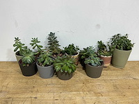 Diverse plant (10x) - afbeelding 1 van  3