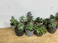 Diverse plant (10x) - afbeelding 2 van  3