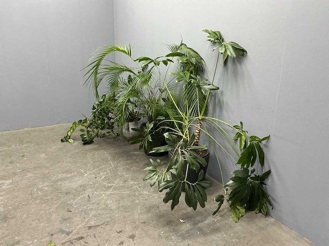 Diverse planten (3x) - afbeelding 1 van  9