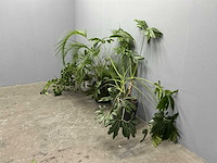 Diverse planten (3x)